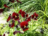Hornveilchen.webp