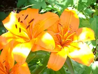 Lilie in der Sonne.webp