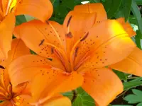 Lilie.webp