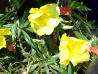 Nachtkerze.webp