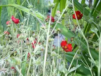 Nelkenwurz.webp