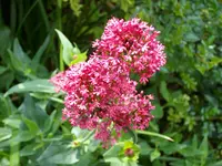 Spornblume.webp