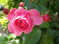 Rose.webp