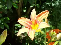 Taglilie.webp