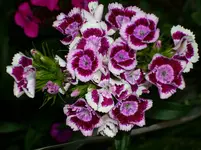 DSCI0515.webp