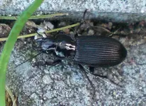2009-06-12Laufkfer2.webp