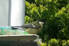 2009-06-12Meise1.webp
