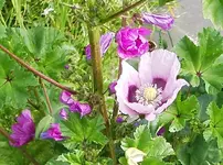 IMGP2539 malve - schlafmohn.webp