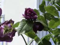 DSC03802.webp