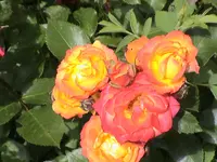 DSC03804.webp
