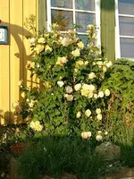 Graham_Thomas_im_Abendlicht.webp