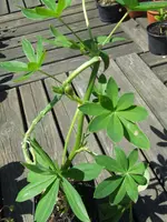 DSCF7593.webp