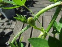 DSCF7594.webp