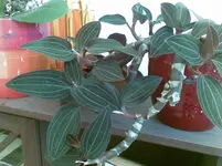 Bild012.webp
