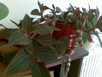 Bild011.webp