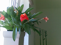 Bild015.webp