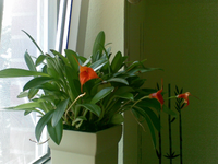 Bild016.webp