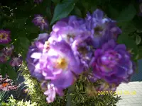 DSCI0042.webp