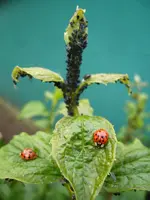 kaeferparadies_.webp