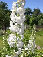 Garten Juni4 018.webp