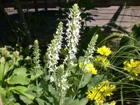 Garten Juni4 019.webp
