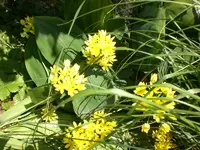 Garten Juni4 020.webp