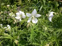 Garten Juni4 021.webp