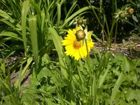 Garten Juni4 024.webp