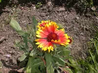 Garten Juni4 025.webp