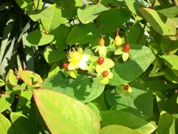 Garten Juni4 026.webp