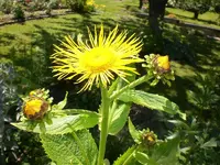 Garten Juni4 027.webp
