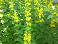 Garten Juni4 028.webp
