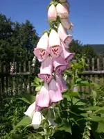 Garten Juni4 029.webp