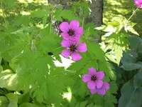 Garten Juni4 030.webp