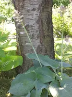 Garten Juni4 031.webp