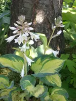 Garten Juni4 032.webp