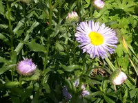 Garten Juni4 035.webp