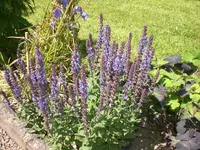 Garten Juni4 036.webp
