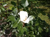 Garten Juni4 039.webp