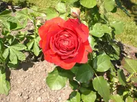 Garten Juni4 040.webp
