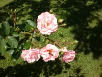 Garten Juni4 041.webp