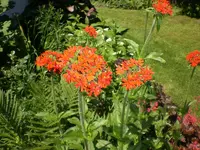 Garten Juni4 045.webp