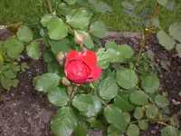 Garten Juni3 023.webp
