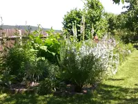 Garten Juni4 034.webp