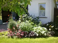 Garten Juni4 046.webp