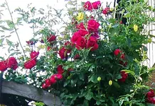 IMGP2542 kletterrose 1.webp