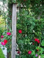 IMGP2543 kletterrose 2.webp