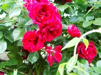 IMGP2545 kletterrose3.webp