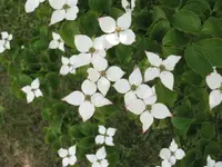 Rosen 163 (Small).webp
