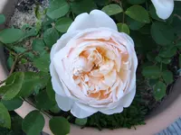 S4300005.webp